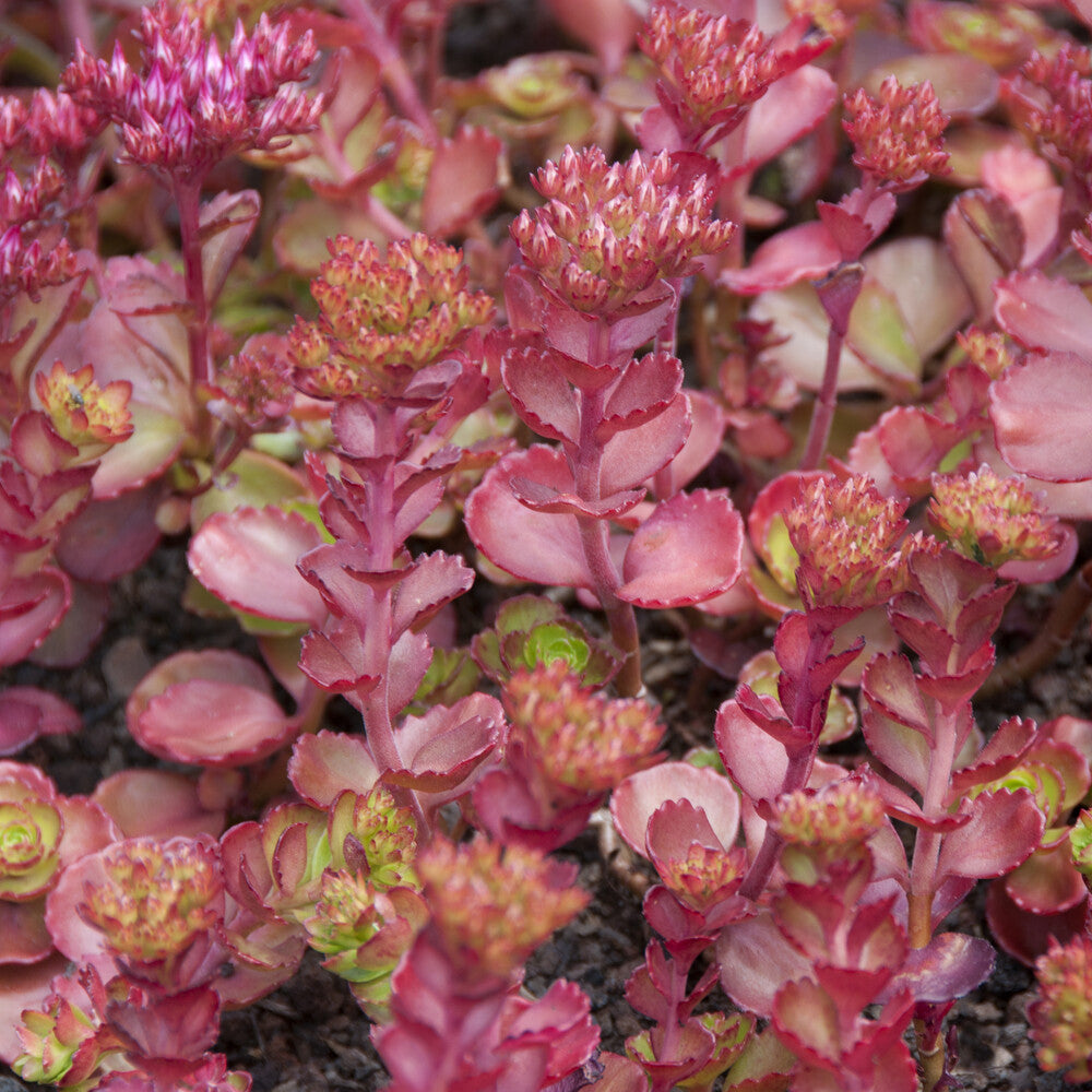 Roze vetkruid 'Fuldaglut' - Sedum spurium Fuldaglut - Willemse