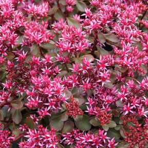 Sedum spurium Fuldaglut - Roze vetkruid 'Fuldaglut' - Vaste planten