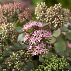 Sedum sieboldii - Vetkruid Siebold - Sedum - Vetkruid
