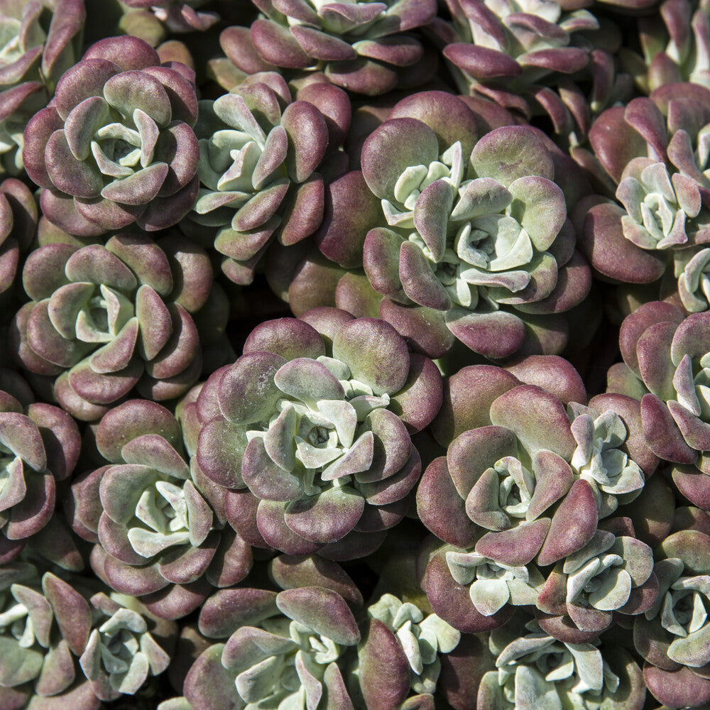 Sedum spathulifolium Purpureum - Vetkruid spatulé Purpureum - Sedum - Vetkruid