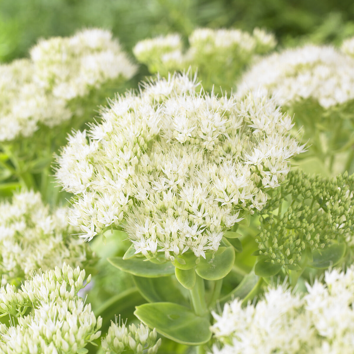 Vetkruid 'Stardust' - Willemse