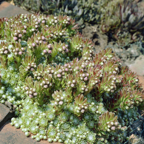 Huislook Sempervivum arachnoideum - Willemse