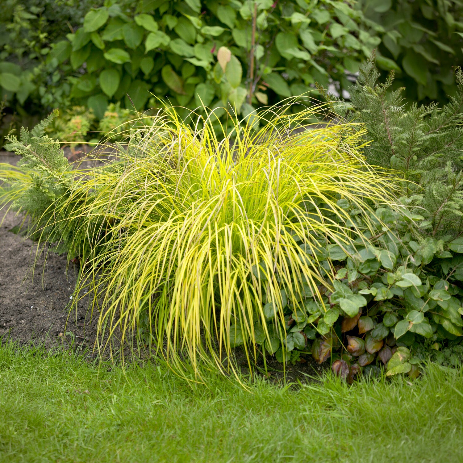 Zegge Aurea Carex - Willemse