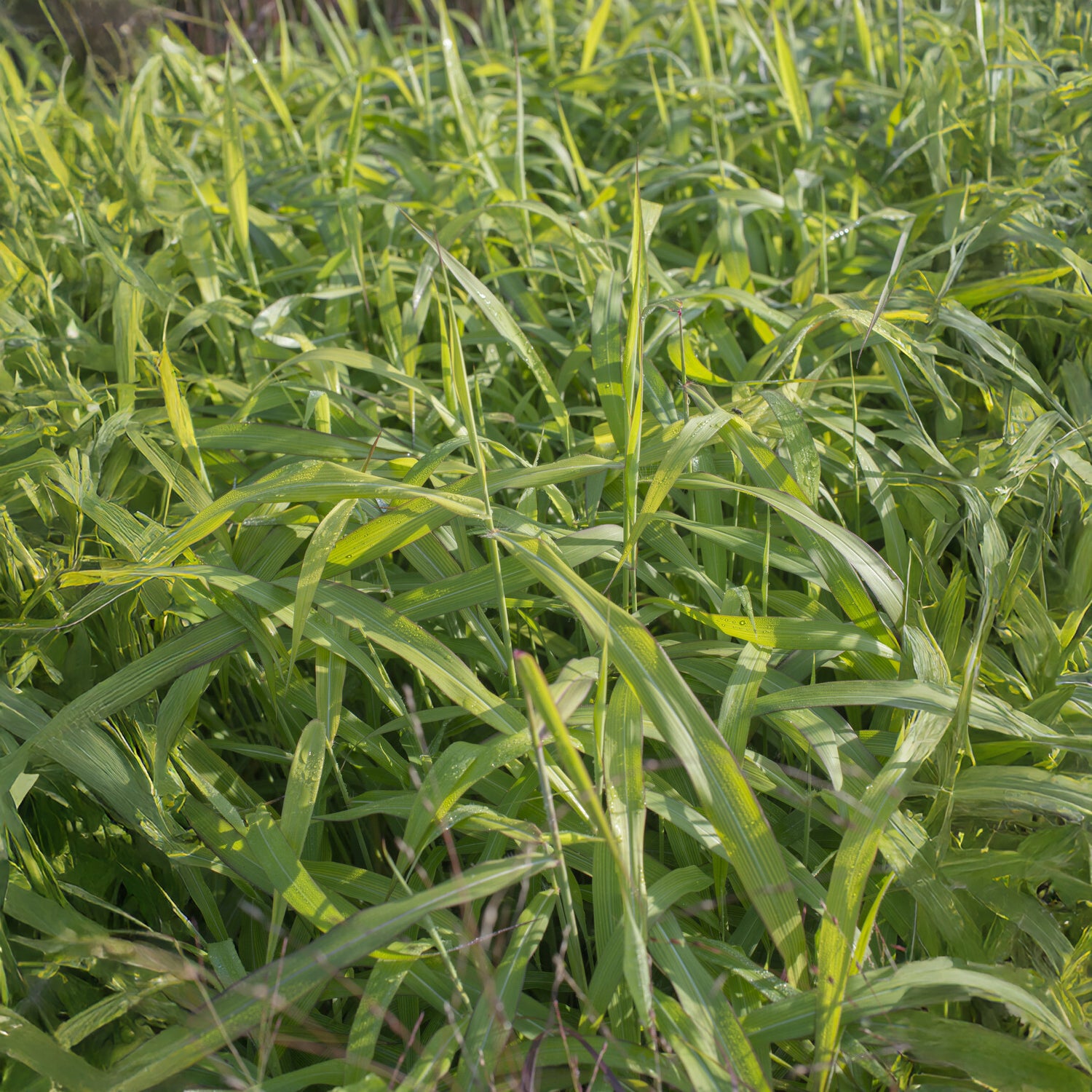 Spodiopogon sibiricus 'West Lake' - Willemse