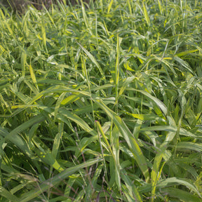 Spodiopogon sibiricus 'West Lake' - Willemse