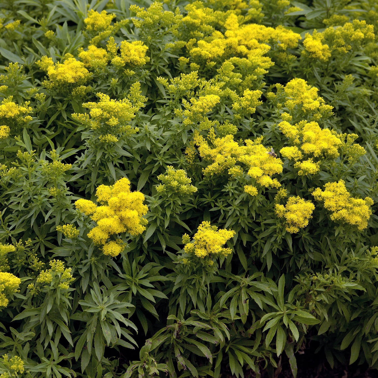Solidago - Guldenroede - Canadese guldenroede  Golden Dwarf - Solidago Golden Dwarf