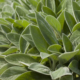 Verkoop Ezelsoor Big Ears - Stachys byzantina Big Ears