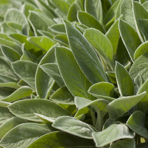 Verkoop Ezelsoor Big Ears - Stachys byzantina Big Ears