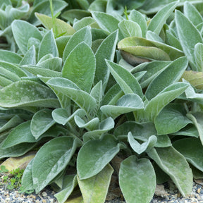 Ezelsoor Big Ears - Stachys byzantina Big Ears - Willemse