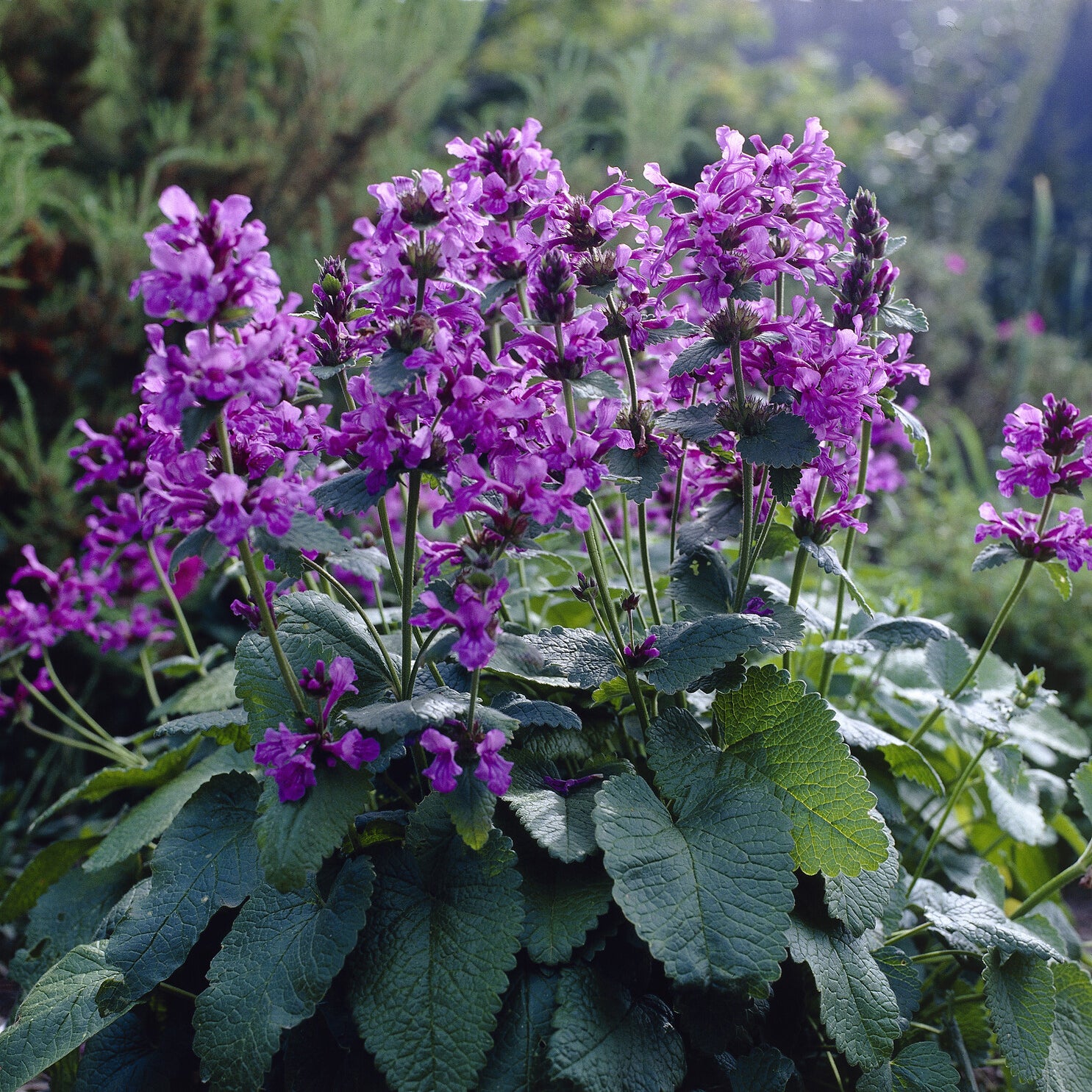 Bloeiende vaste planten - Ezelsoor Superba - Stachys grandiflora Superba