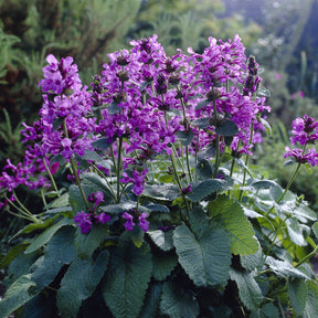 Bloeiende vaste planten - Ezelsoor Superba - Stachys grandiflora Superba