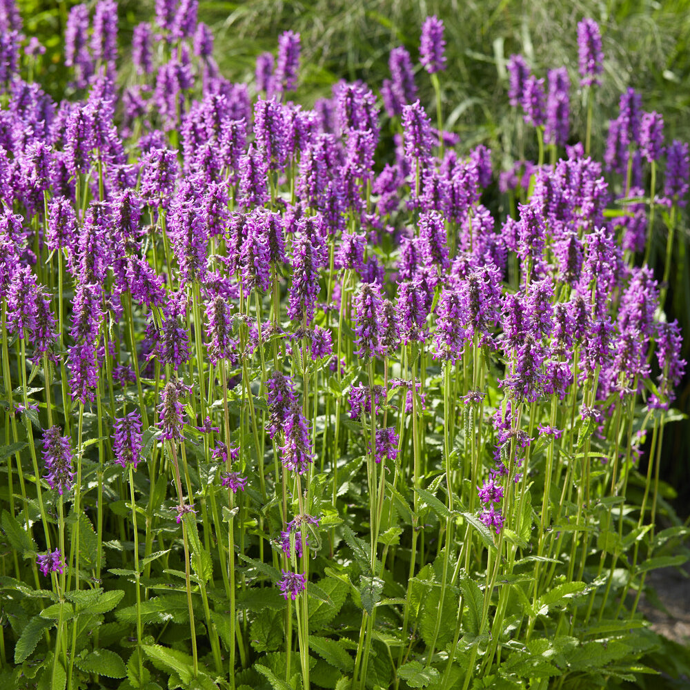 Andoorn Hummelo - Stachys monieri Hummelo - Willemse