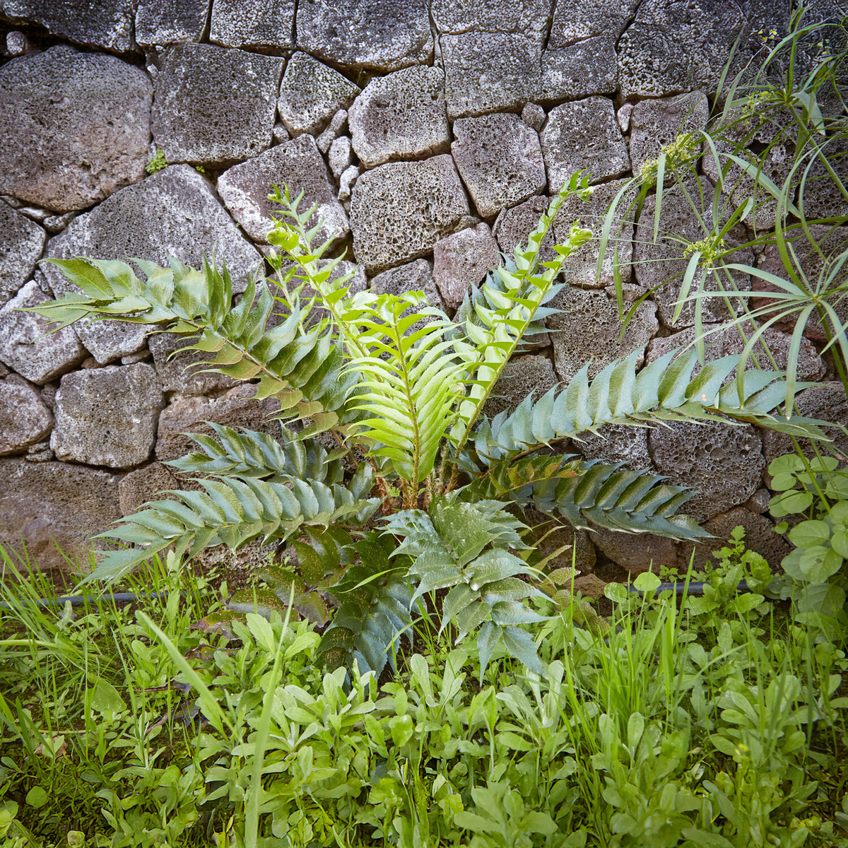 Ijzervaren - Cyrtomium falcatum - Willemse