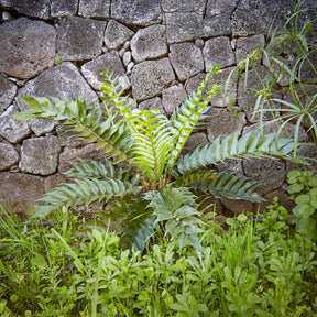 Ijzervaren - Cyrtomium falcatum - Willemse