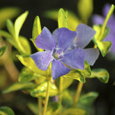 Kleine maagdenpalm 'Argenteovariegata' - Vinca minor Argenteovariegata - Willemse