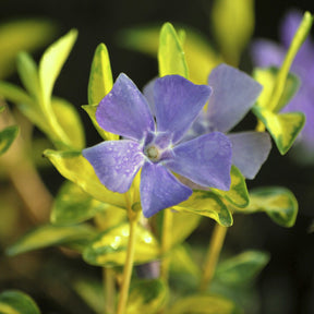 Kleine maagdenpalm 'Argenteovariegata' - Vinca minor Argenteovariegata - Willemse