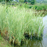Grote bonte lisdodde - Willemse