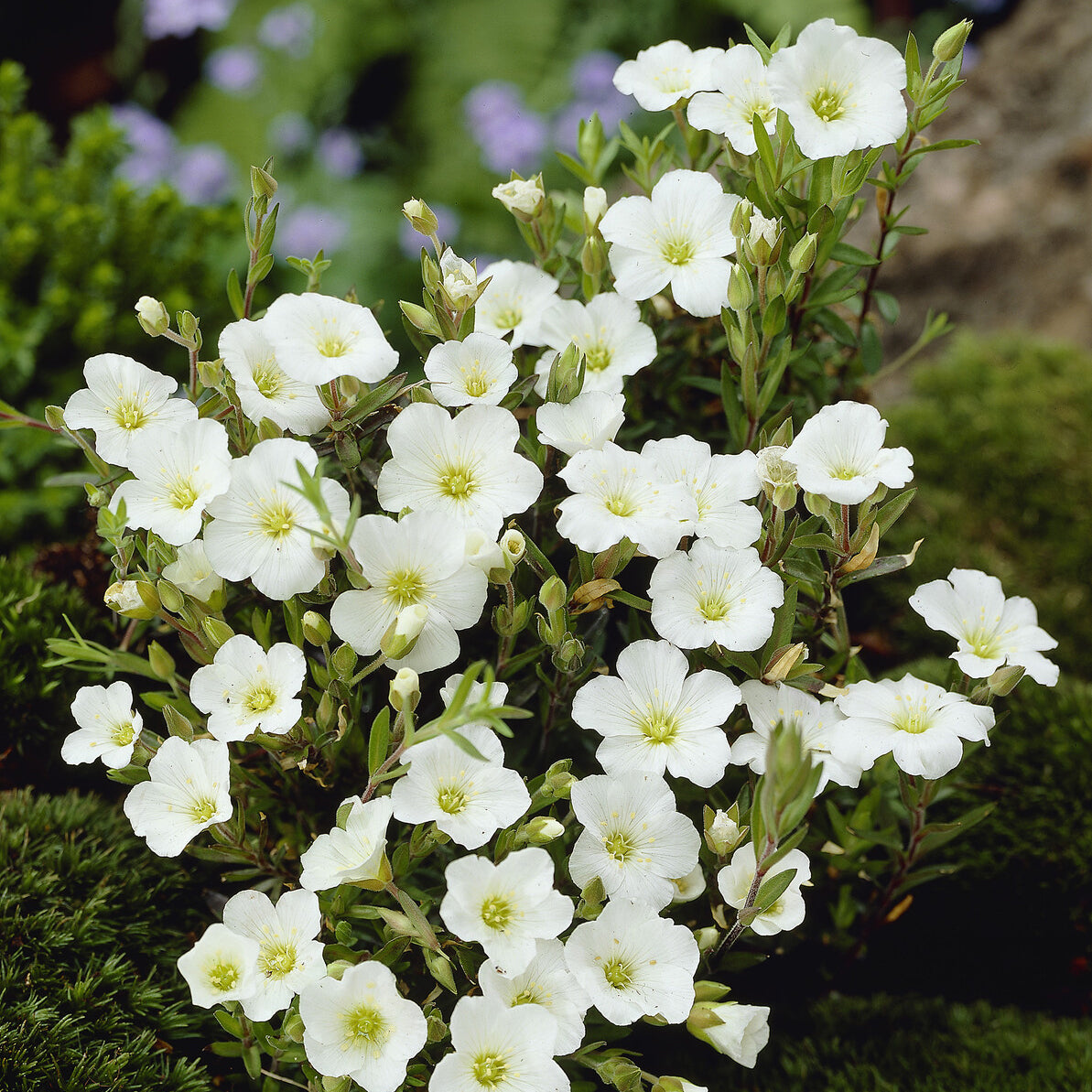 Zandkruid - Arenaria montana - Willemse