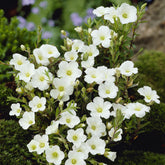 Zandkruid - Arenaria montana - Willemse