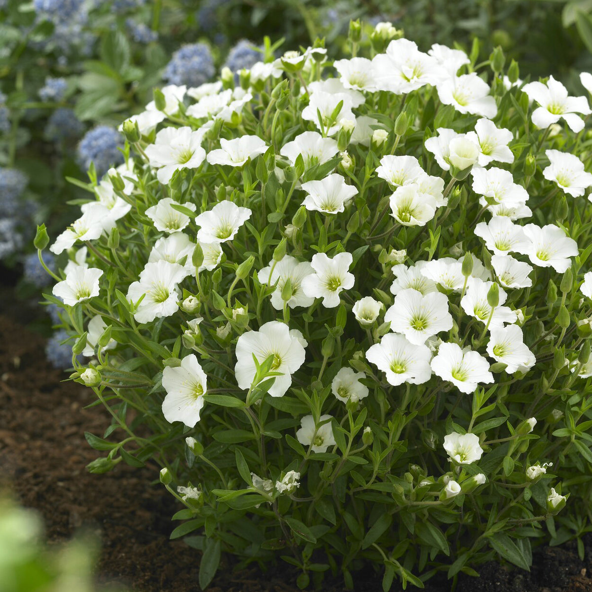 Zandkruid - Willemse