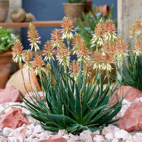 Aloe 'Safari Sunrise'® - Aloe x safari Sunrise ® - Willemse