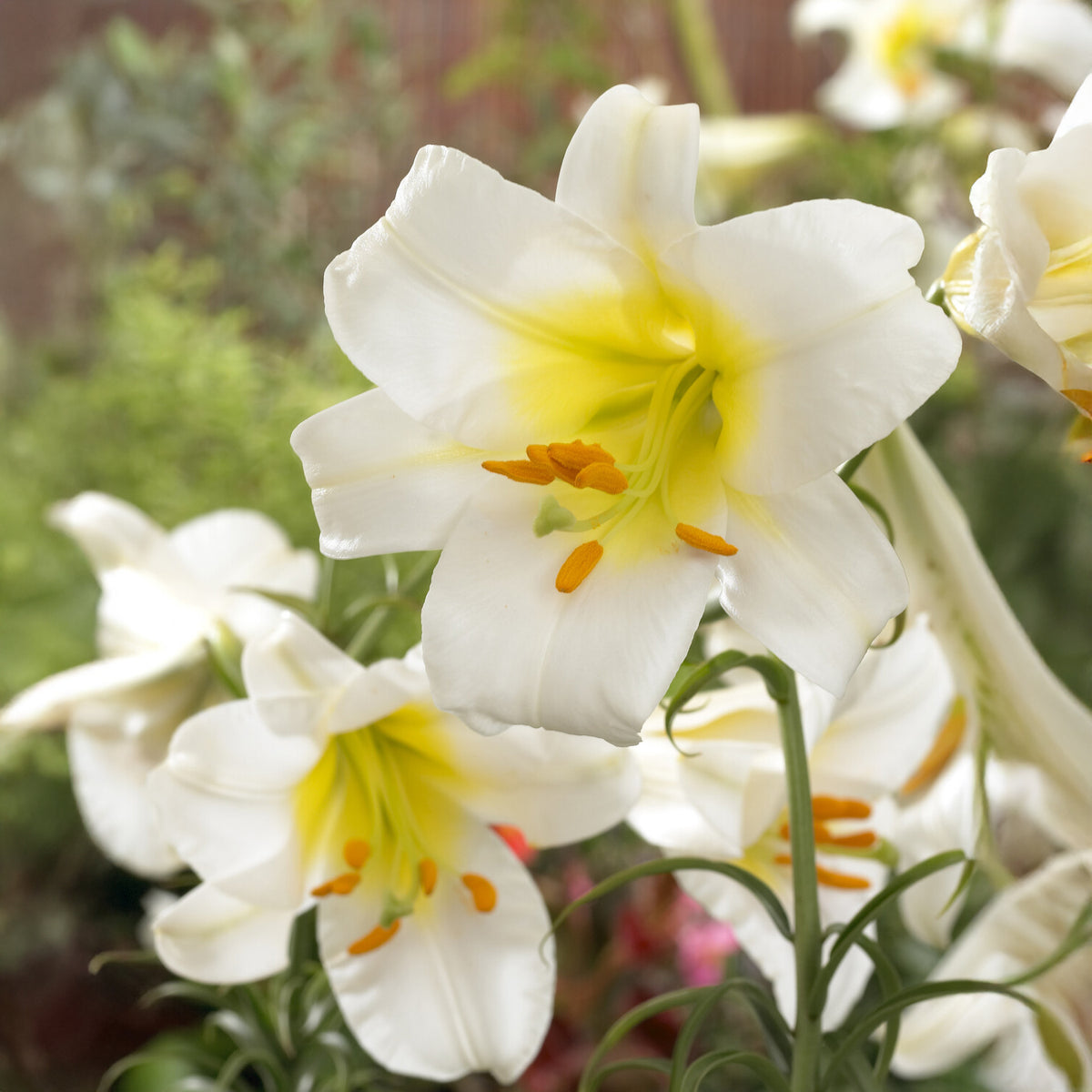 Lilium regale album - Witte koningslelie (3x) - Lelie