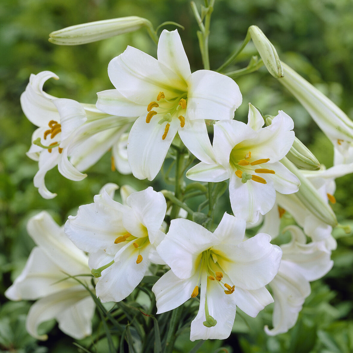 Witte koningslelie (3x) - Willemse