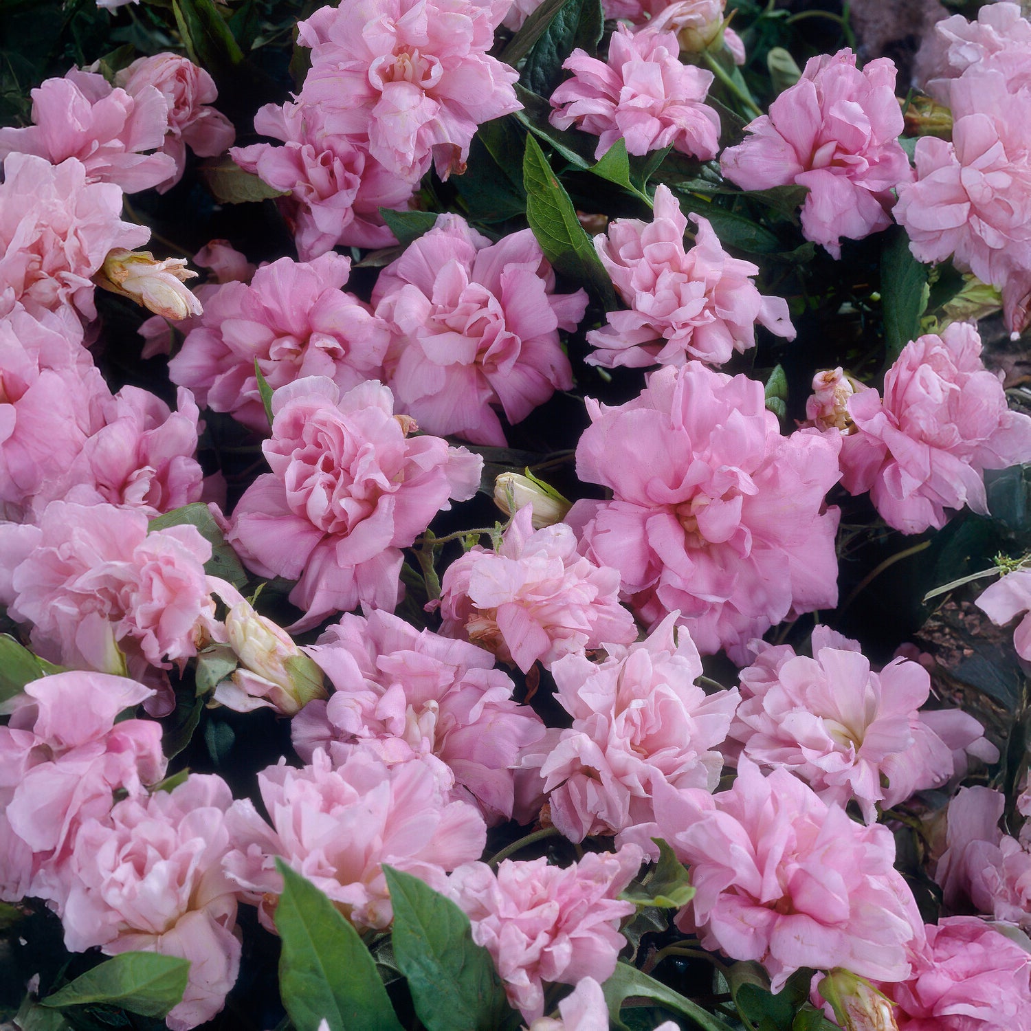 Dubbelkelkwinde Flore Peno