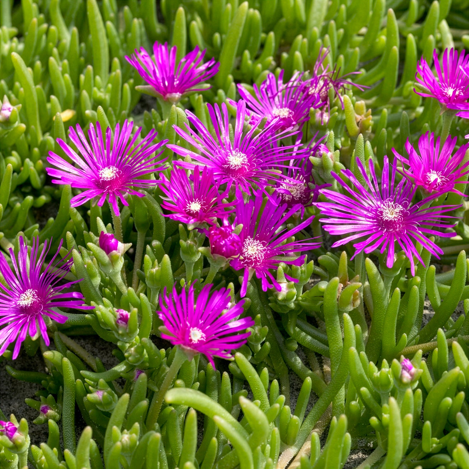 Verkoop Ijsbloem