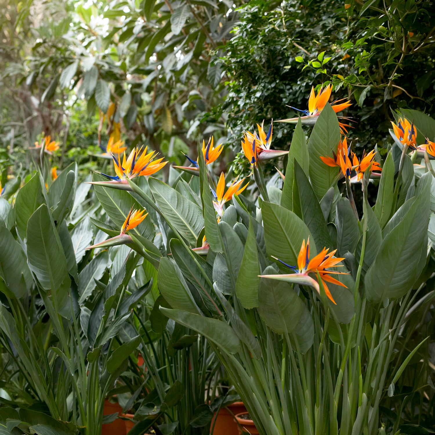 Paradijsvogelbloem Strelitzia - Strelitzia reginae - Paradijsvogelbloem - Willemse