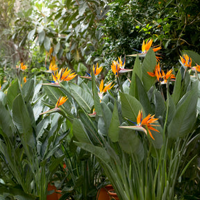 Paradijsvogelbloem Strelitzia - Strelitzia reginae - Paradijsvogelbloem - Willemse