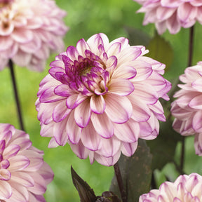 Decoratieve Dahlia's 'Flashback' - Dahlia Flashback - Willemse
