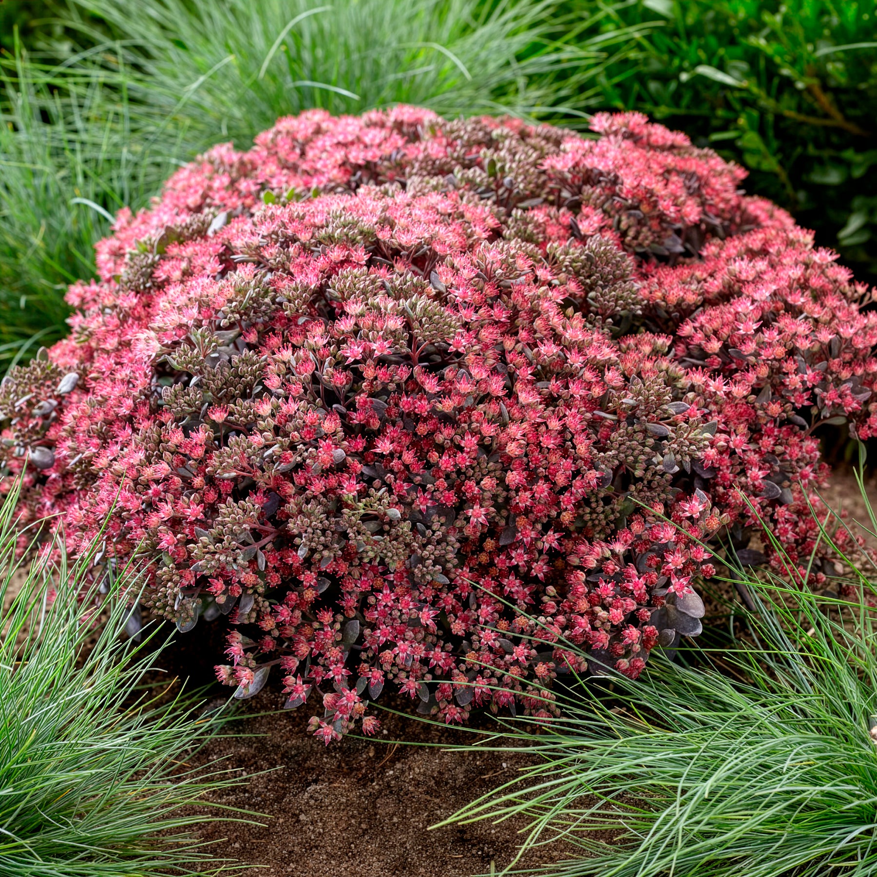 Muurpeper Dazzleberry - Sedum Dazzleberry - Willemse