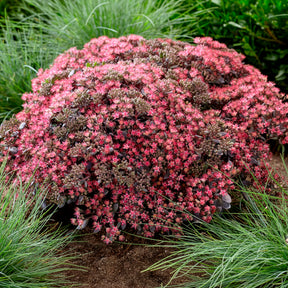 Muurpeper Dazzleberry - Sedum Dazzleberry - Willemse