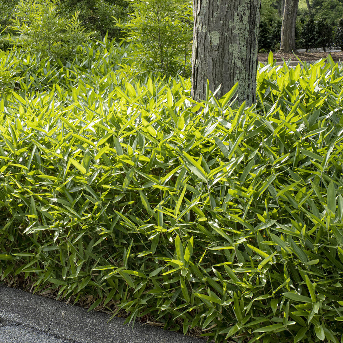 Dwergbamboe (Pleioblastus pumilus) - Pleioblastus pumilus - Willemse