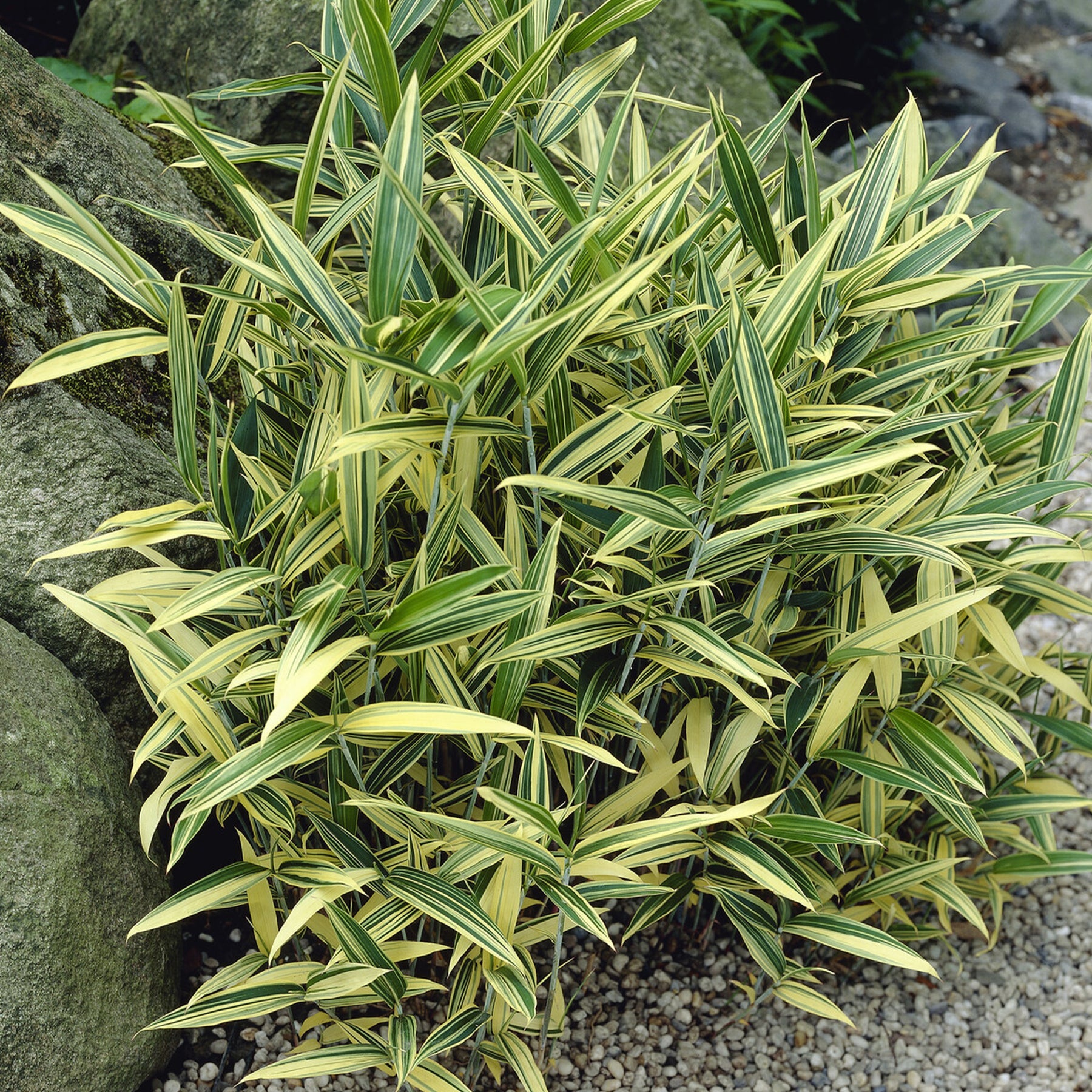 Dwergbamboe (Pleioblastus fortuneii)
