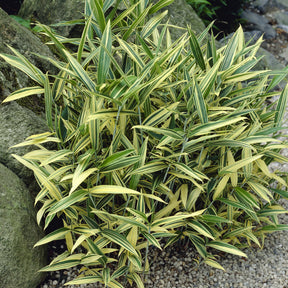 Dwergbamboe (Pleioblastus fortuneii)