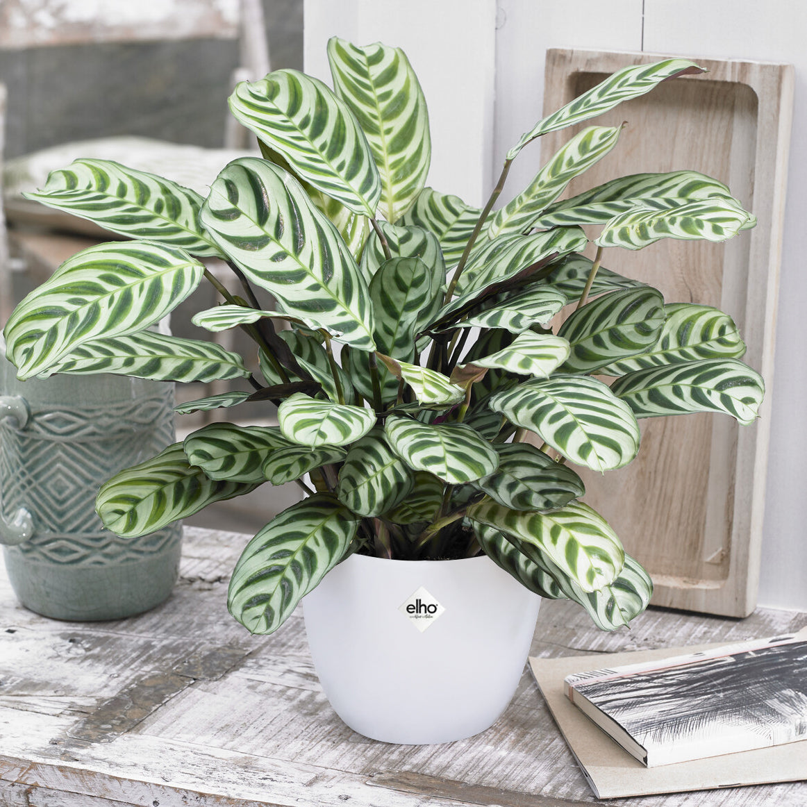 Ctenanthe Burle-marxii incl. witte sierpot - Willemse