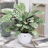 Ctenanthe Burle-marxii incl. witte sierpot - Willemse