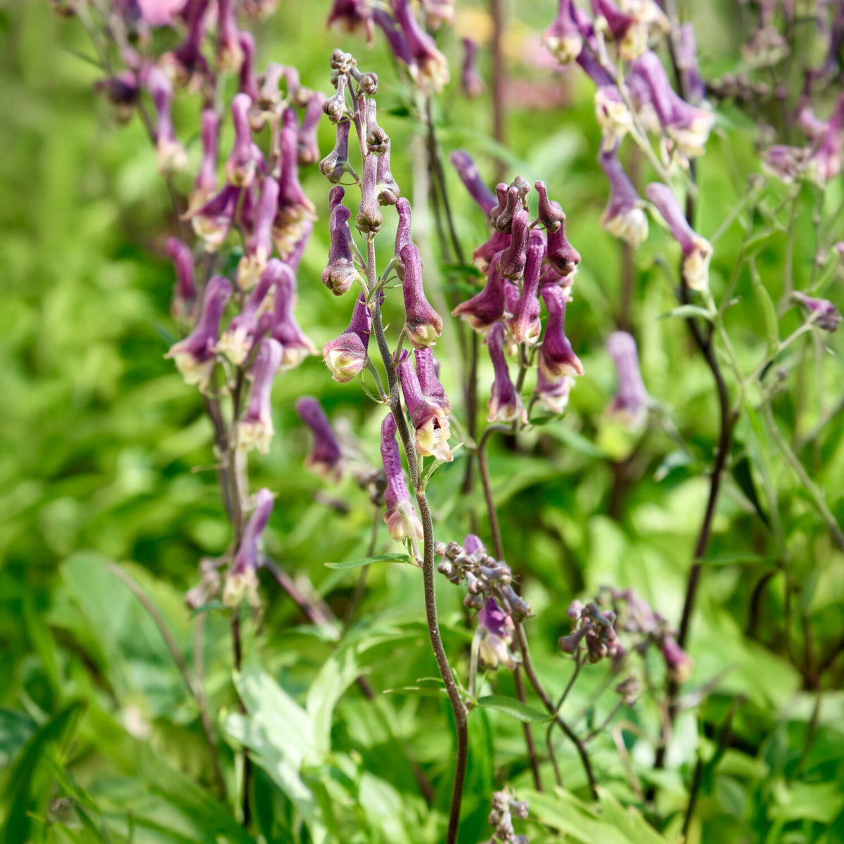 Monnikskap Purple Sparrow - Aconitum hybride purple sparrow - Willemse