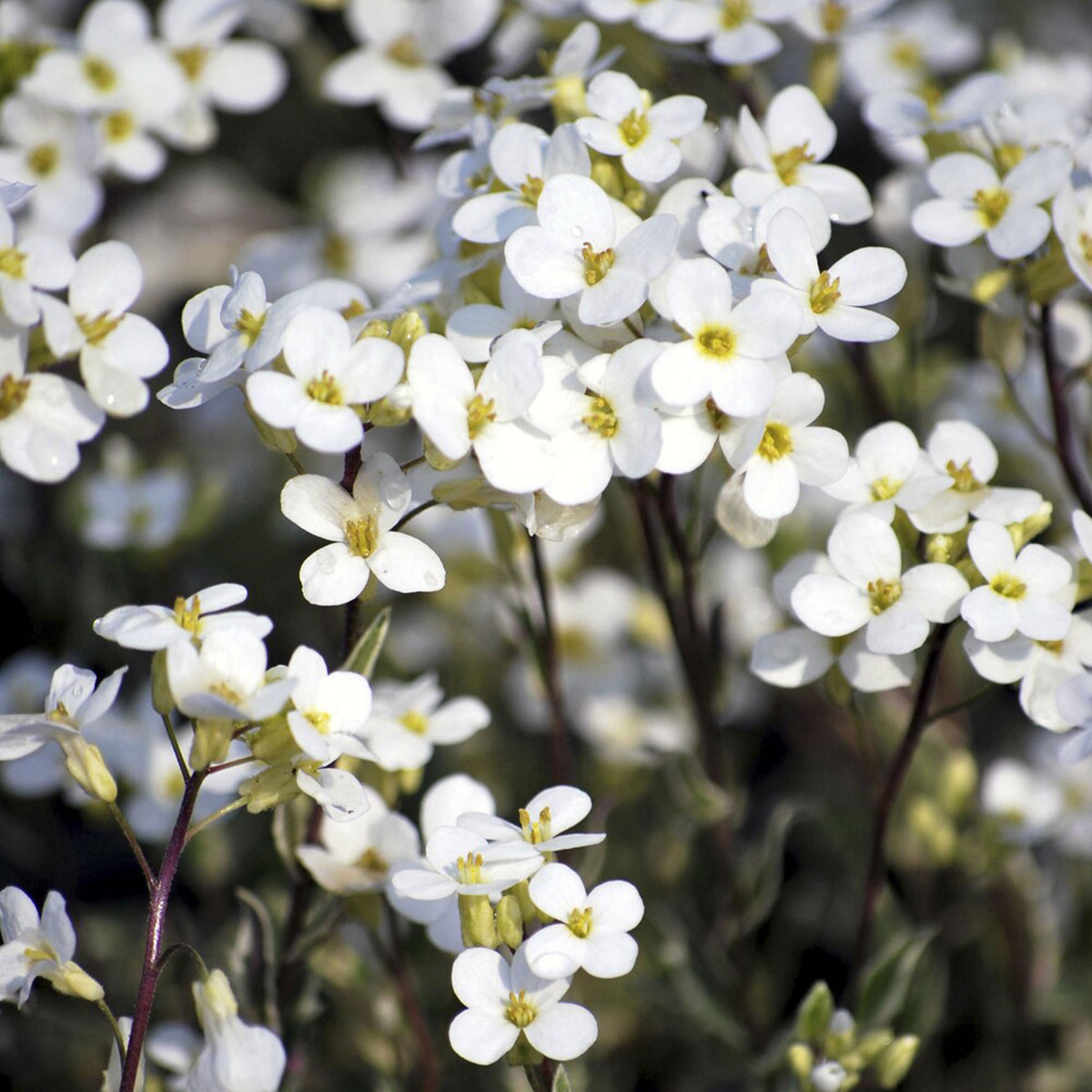 Bontbladige Arabis - klimplant - Willemse