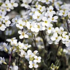 Bontbladige Arabis - klimplant - Willemse
