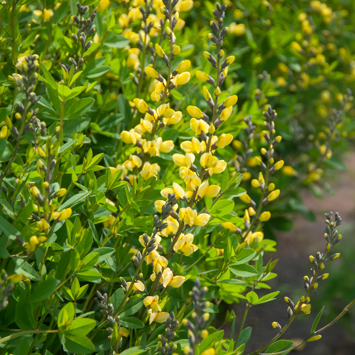 Baptisia - Valse indigo Lemon Meringue - Baptisia Lemon Meringue