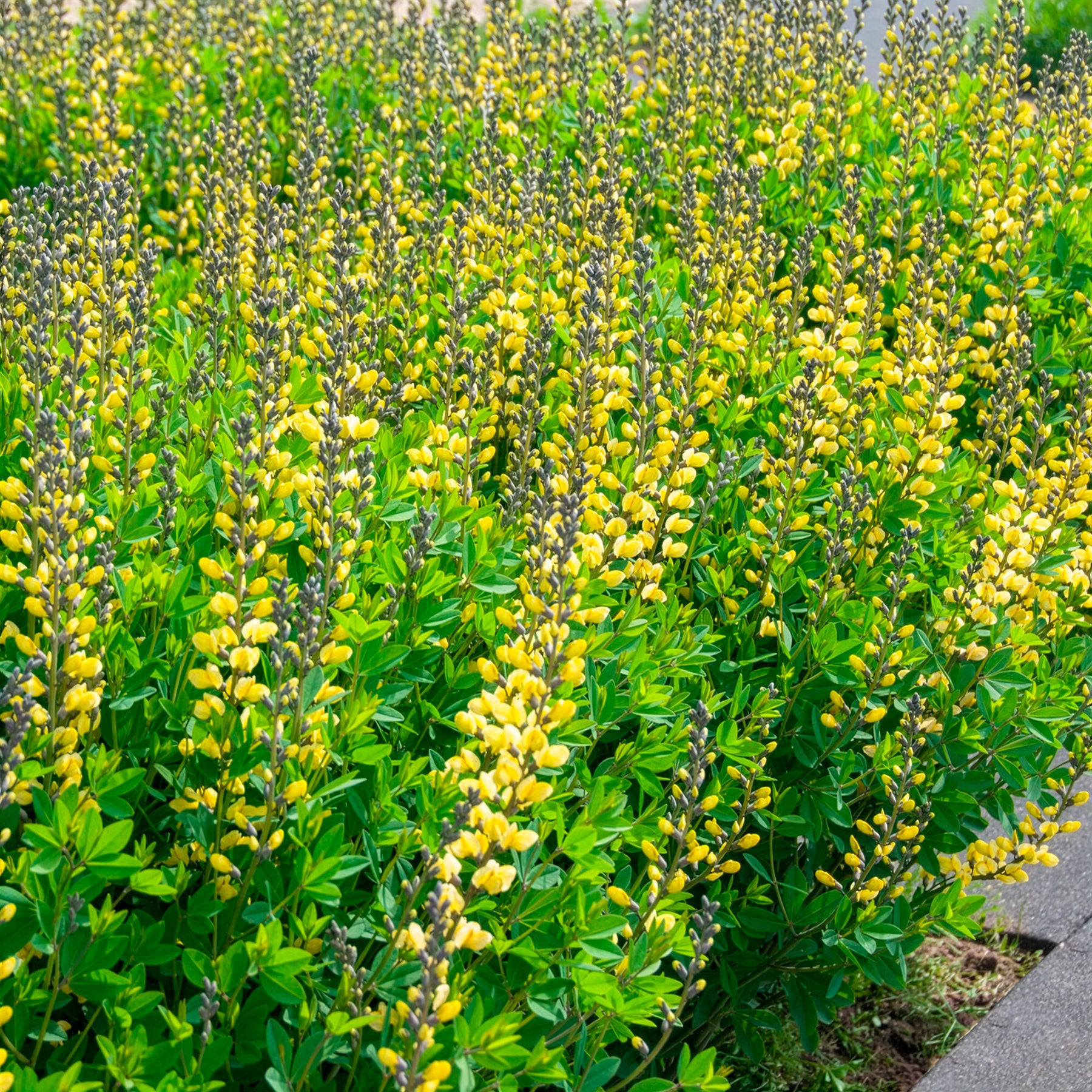 Baptisia Lemon Meringue - Valse indigo Lemon Meringue - Baptisia