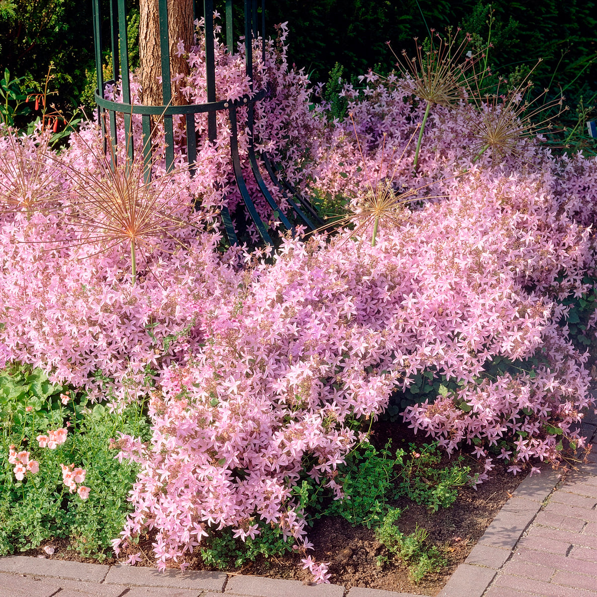 Kruipklokje Lisduggan Variety - Willemse