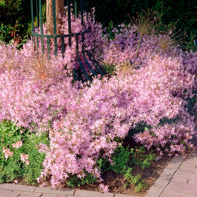 Kruipklokje Lisduggan Variety - Willemse