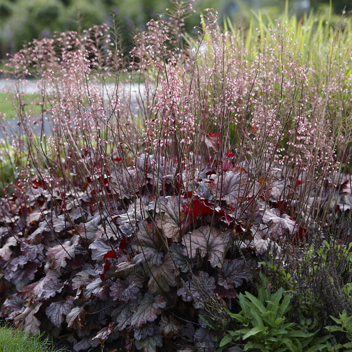 Heuchera berry smoothie - Purperklokje 'Berry Smoothie' - Heuchera - Purperklokje