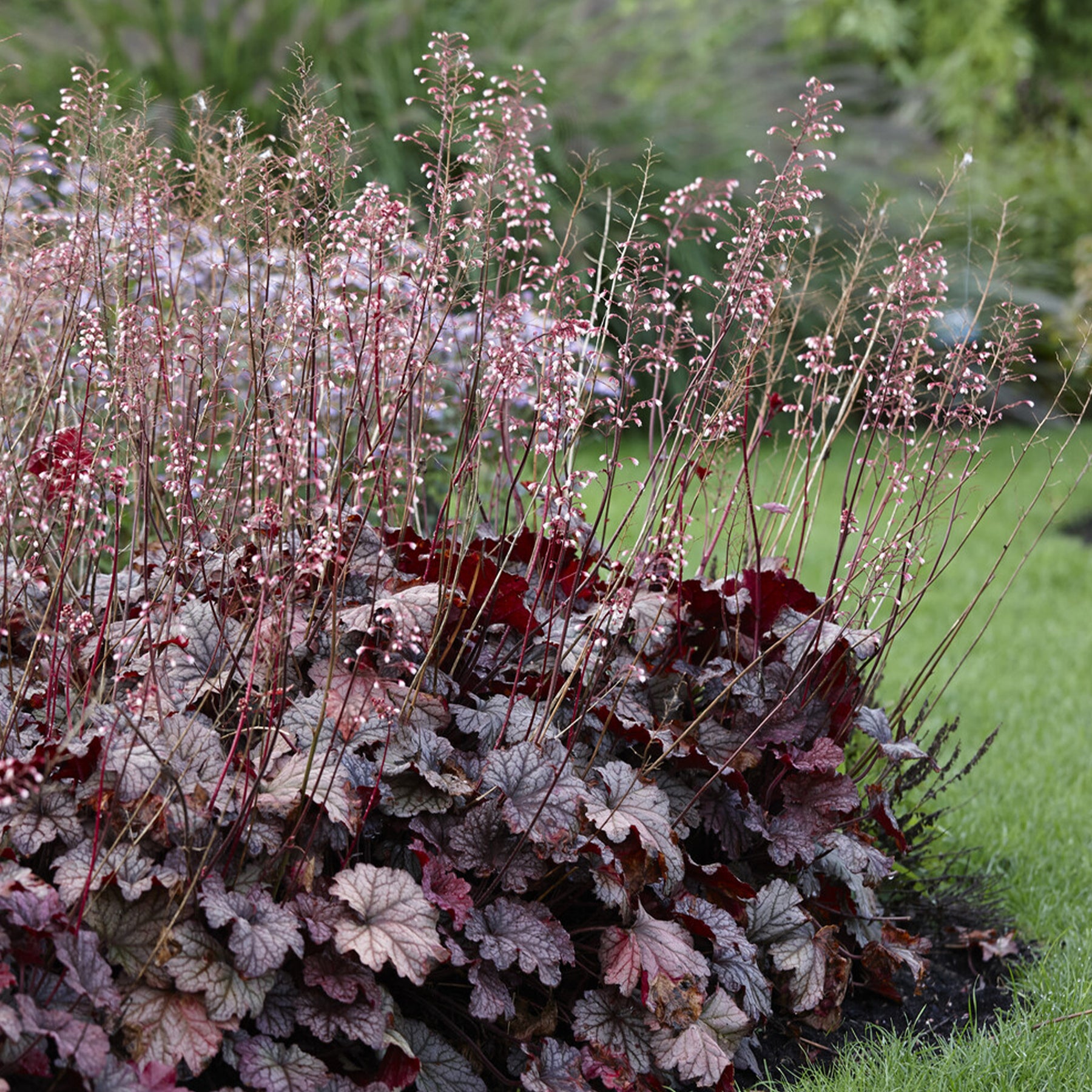 Purperklokje 'Berry Smoothie' - Willemse