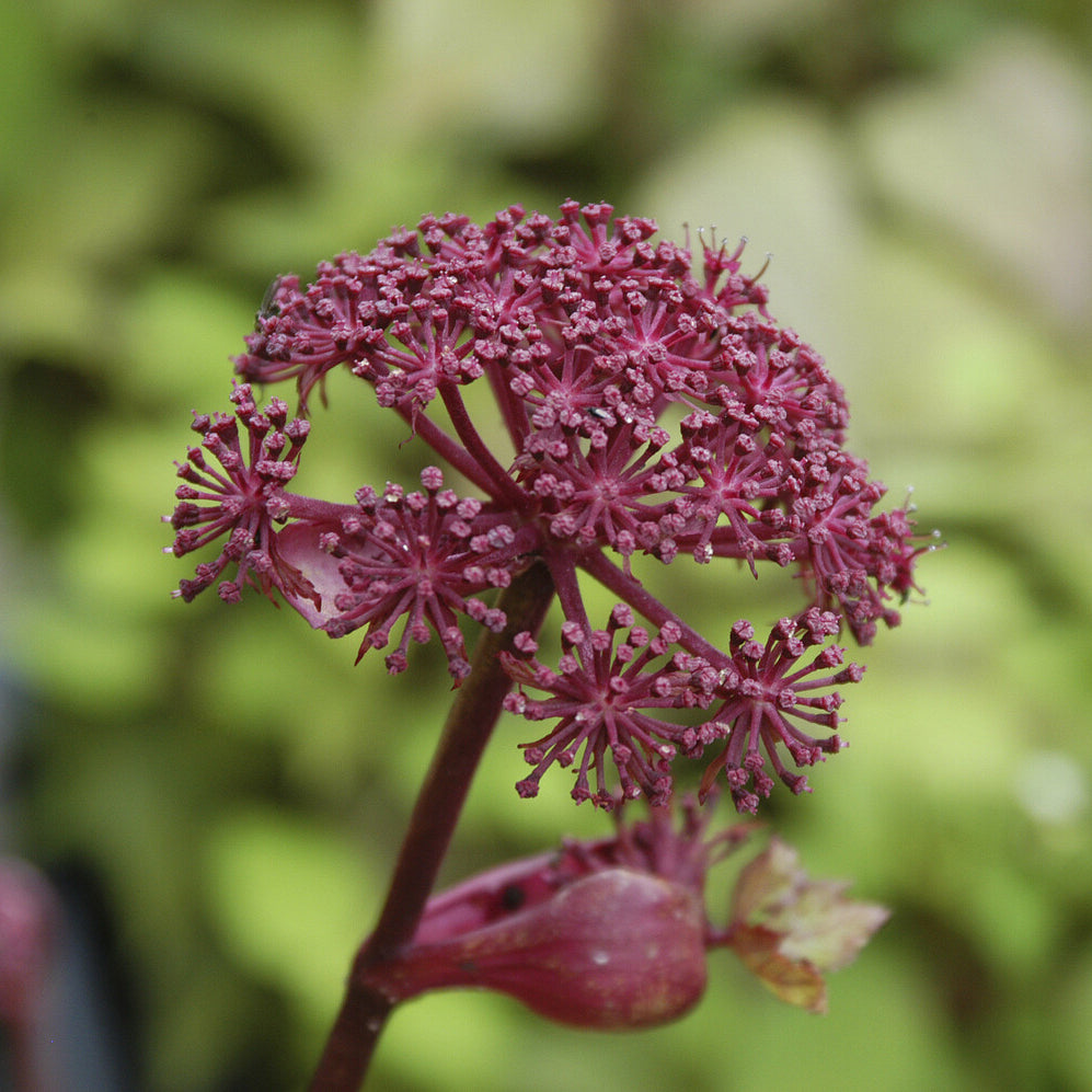Engelwortel - Angelica gigas - Willemse