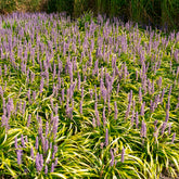 Liriope - Leliegras Gold Banded - Liriope muscari Gold Banded